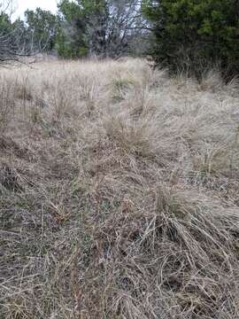 Plancia ëd Muhlenbergia involuta Swallen