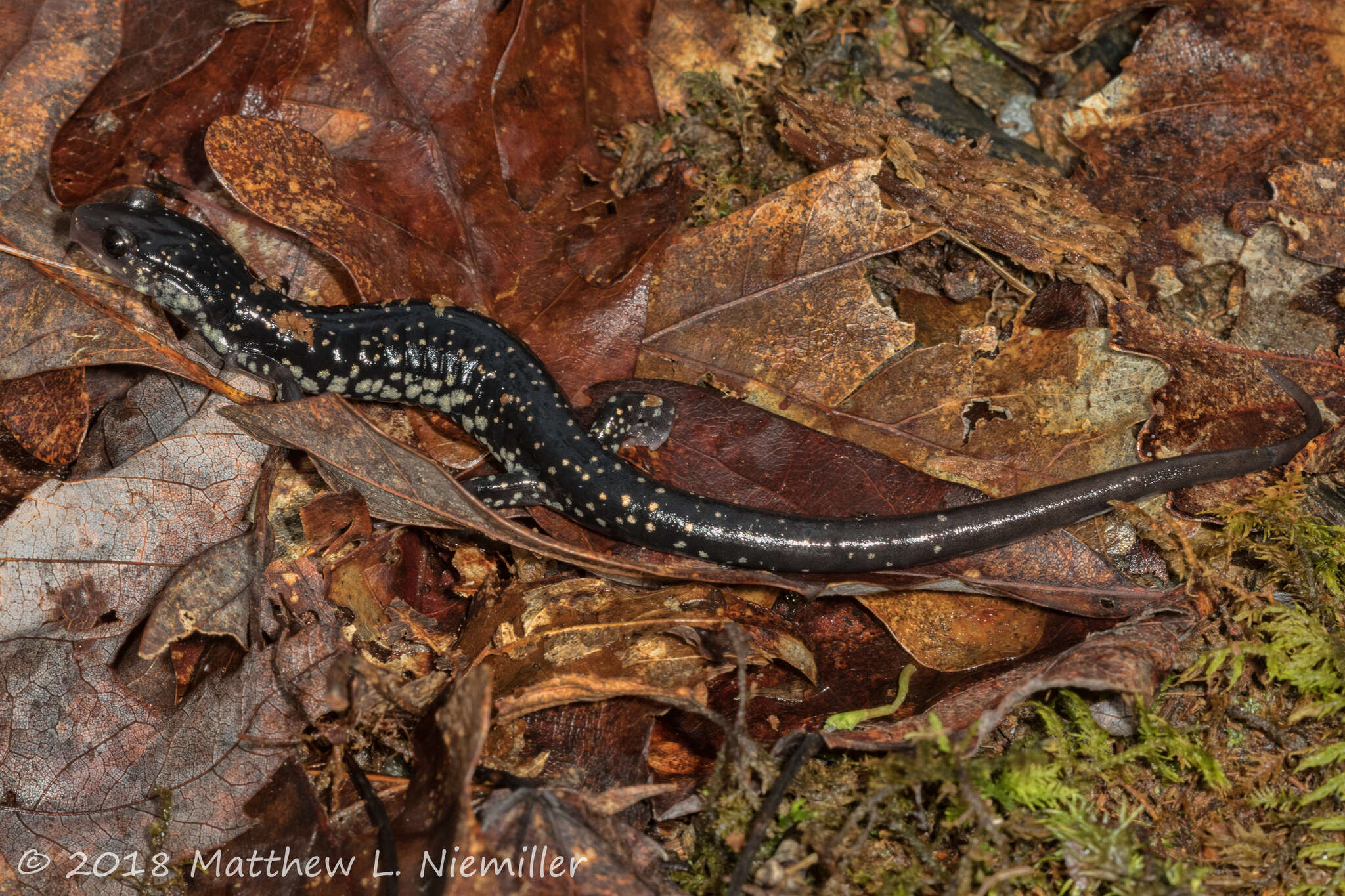 Image de Plethodon aureolus Highton 1984