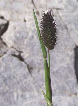 Image of alpine timothy