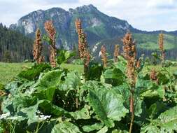 Image of Munk's rhubarb