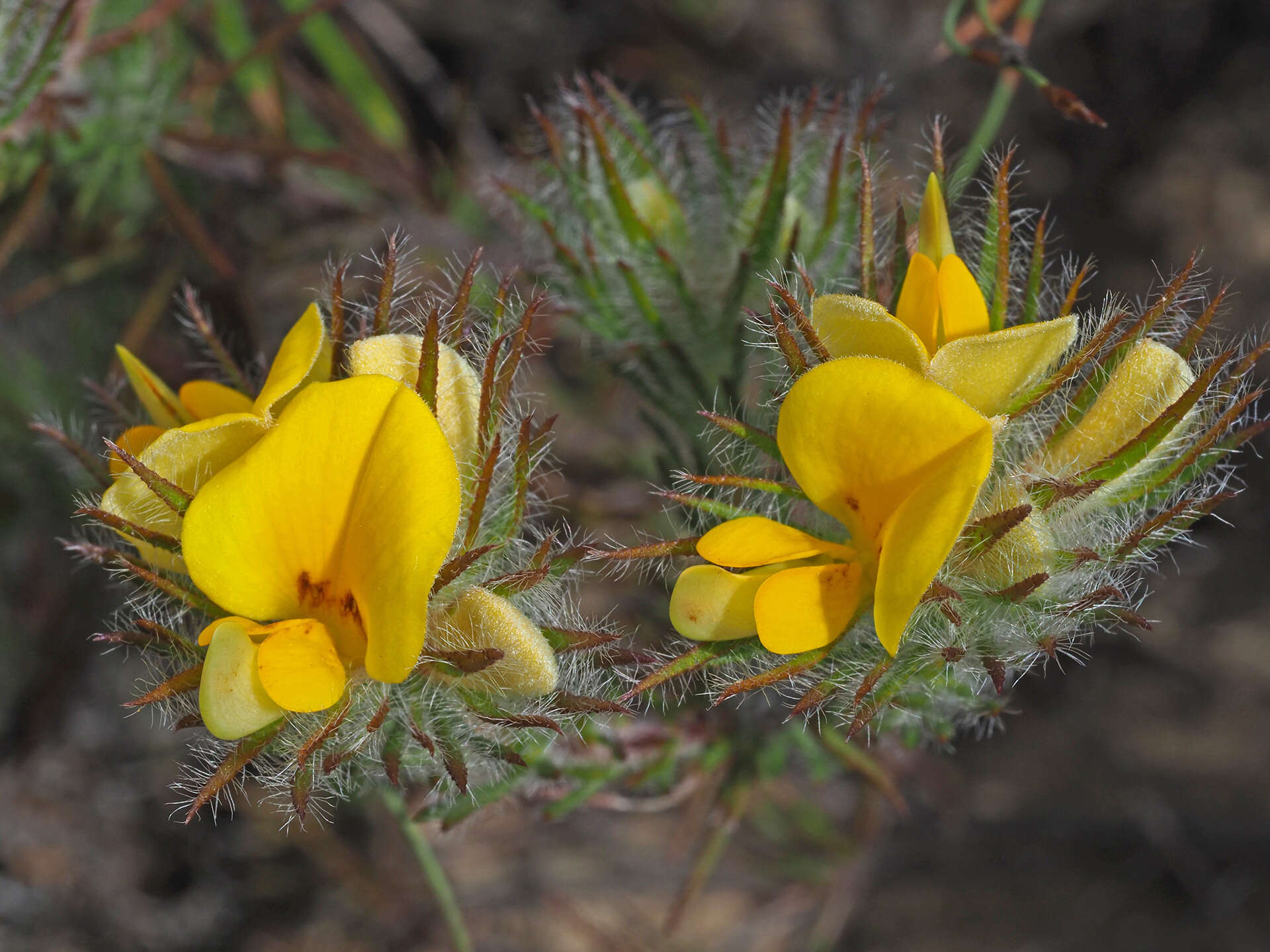 Imagem de Aspalathus confusa R. Dahlgren