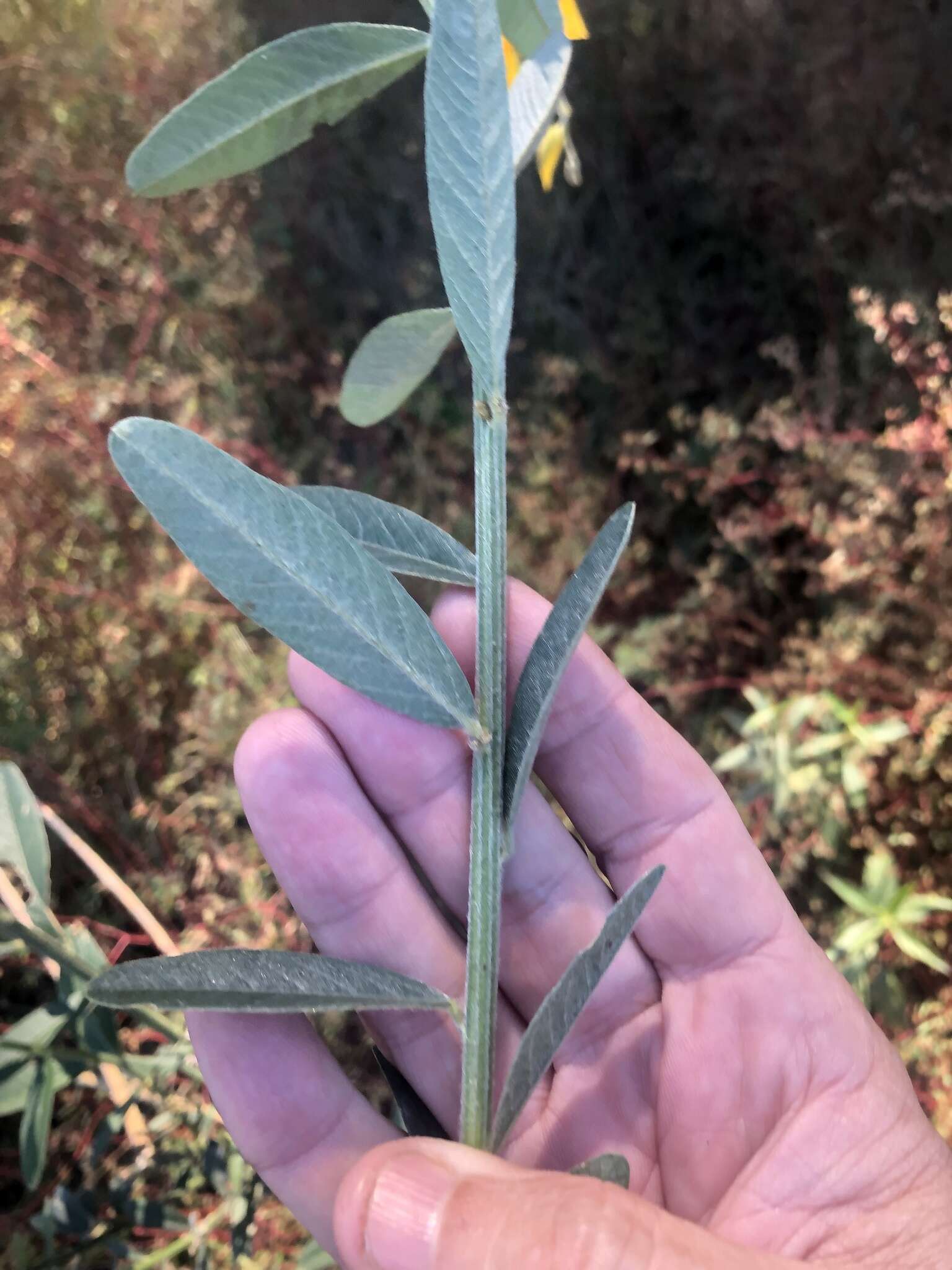 太陽麻的圖片