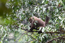 Image of Colombian Woolly Monkey