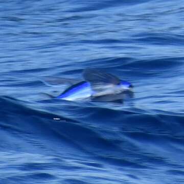 Image of Atlantic Flyingfish