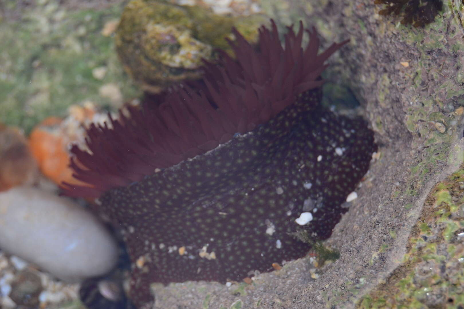 Image of Strawberry anemone