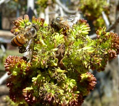 Слика од Apis mellifera scutellata