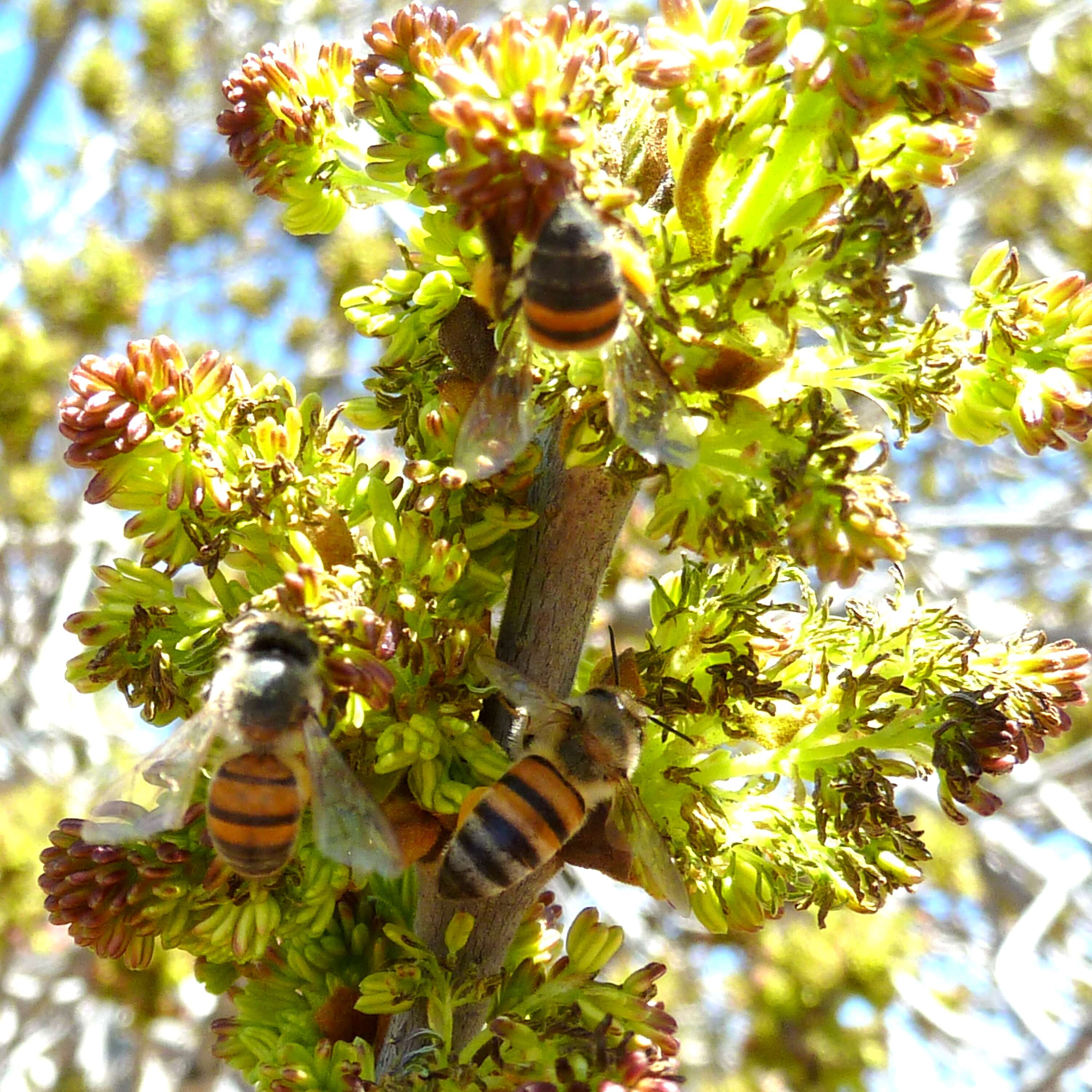 Слика од Apis mellifera scutellata