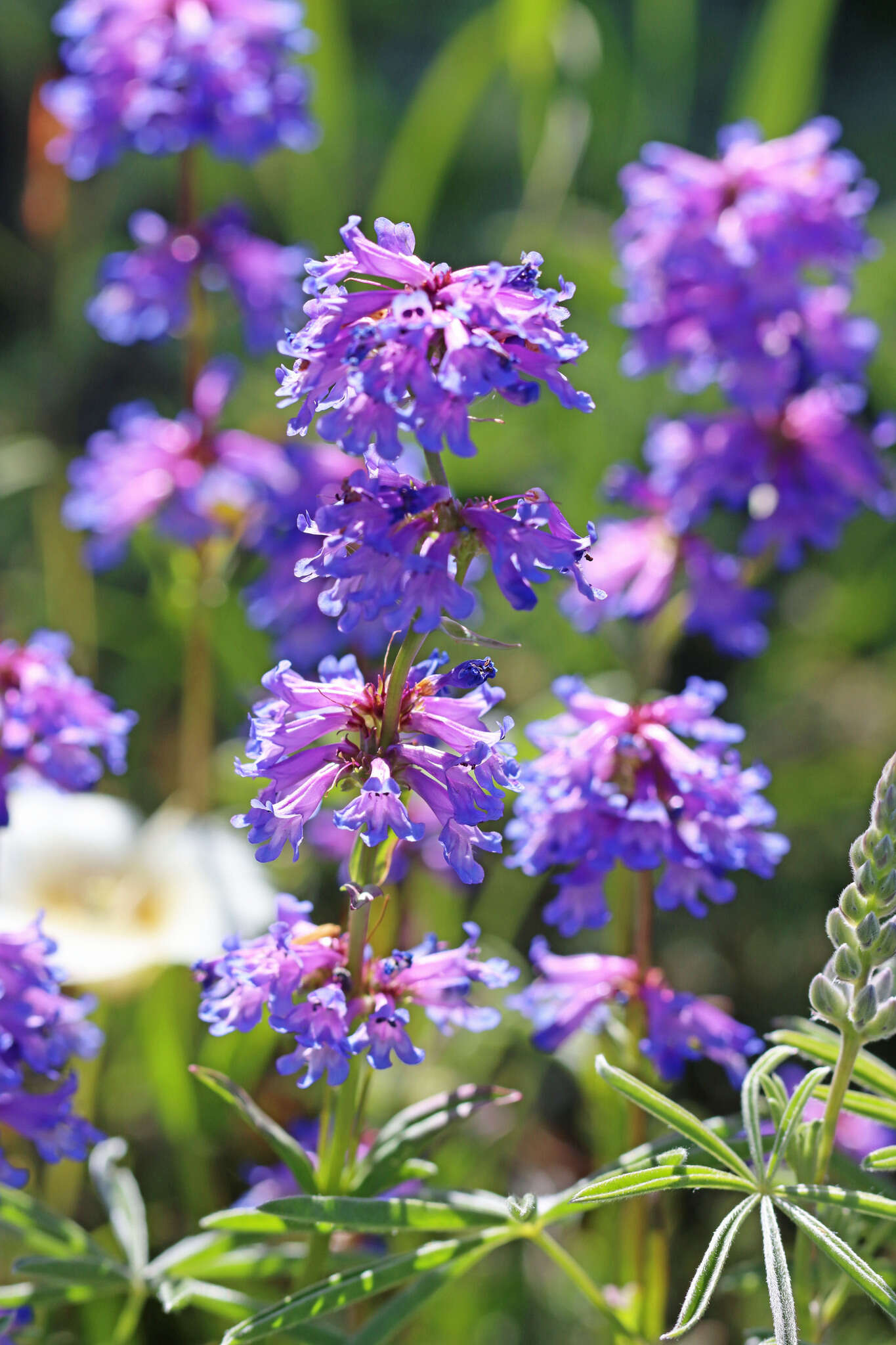 Image of pincushion beardtongue