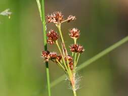 Imagem de Luzula multiflora (Retz.) Lejeune