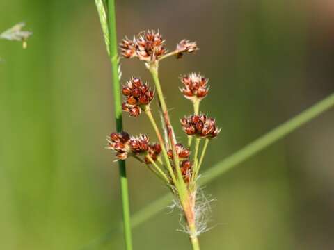 Image of common woodrush