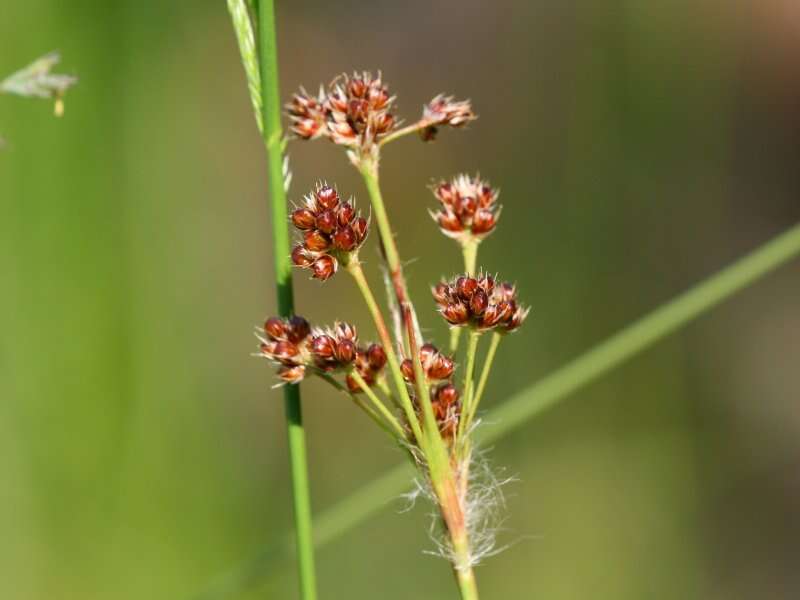 Image of common woodrush