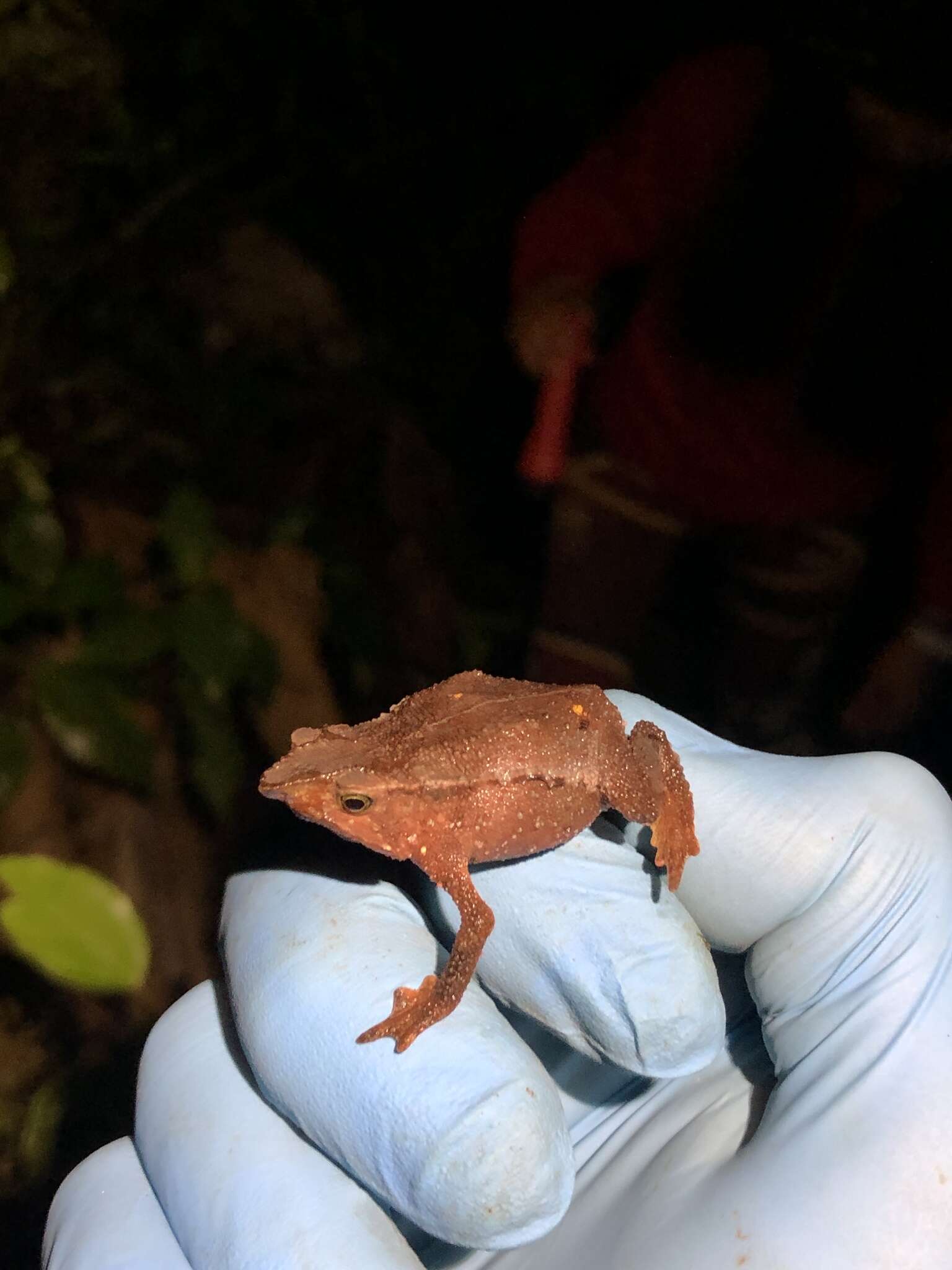 Sivun Rhinella festae (Peracca 1904) kuva