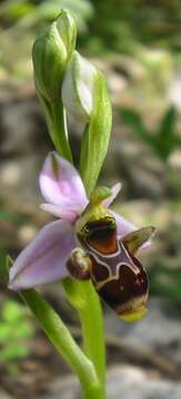 Image of Woodcock bee-orchid