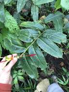 Image of Heliconia schumanniana Loes.