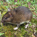 Image of Atlantic Spiny Rats