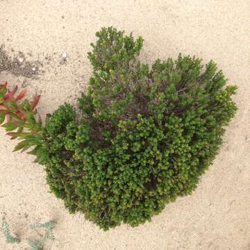 Imagem de Thymus carnosus Boiss.