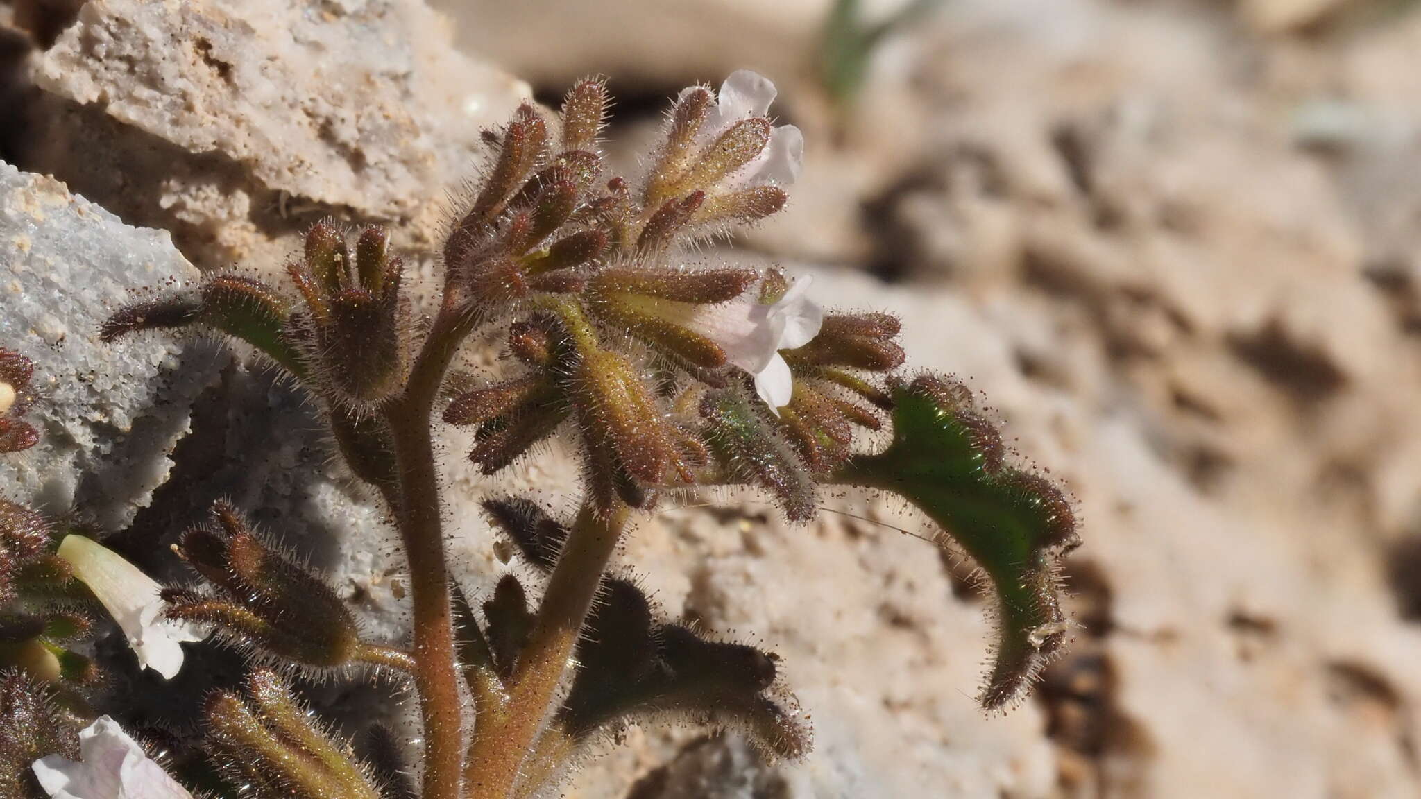 Image of roundleaf phacelia