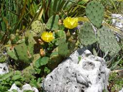 Imagem de Opuntia ficus-indica (L.) Mill.