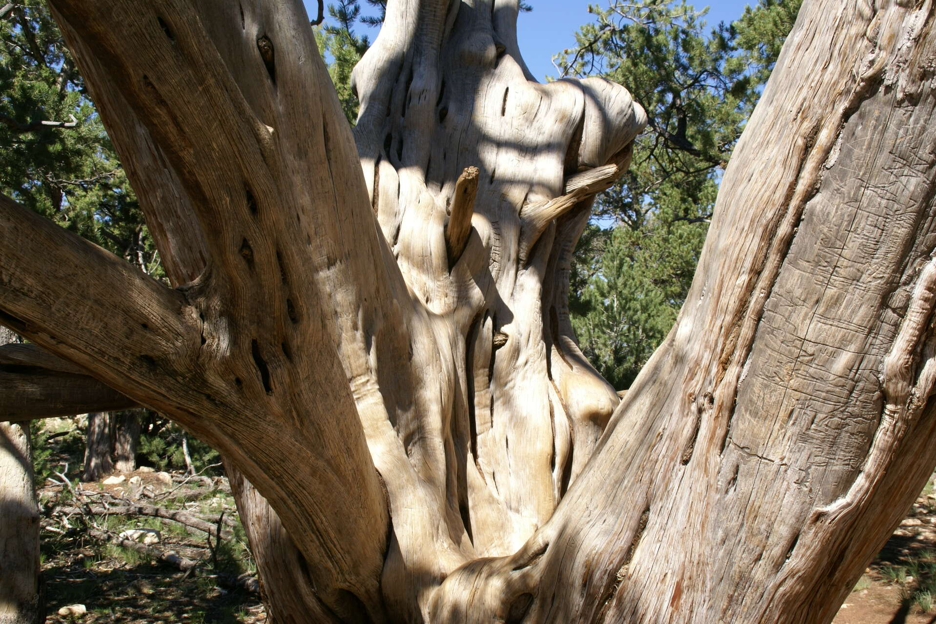 Image of Colorado Pinyon