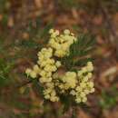 Image of Acacia terminalis (Salisb.) J. F. Macbr.