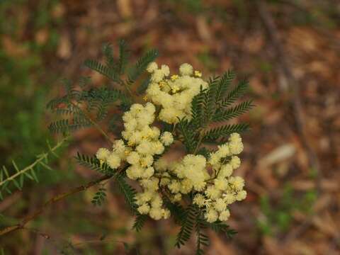 Image de Acacia terminalis (Salisb.) J. F. Macbr.