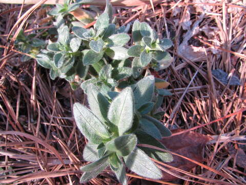 Image of Cerastium velutinum var. villossissimum (Pennell) J. K. Morton