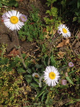 Imagem de Erigeron pulchellus Michx.