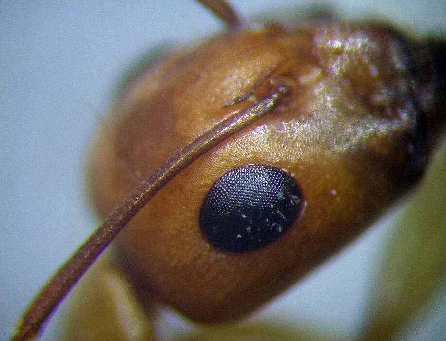 Plancia ëd Camponotus turkestanus Andre 1882