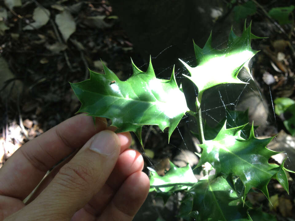 Ilex aquifolium L. resmi