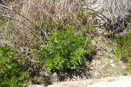 Image of Durango root