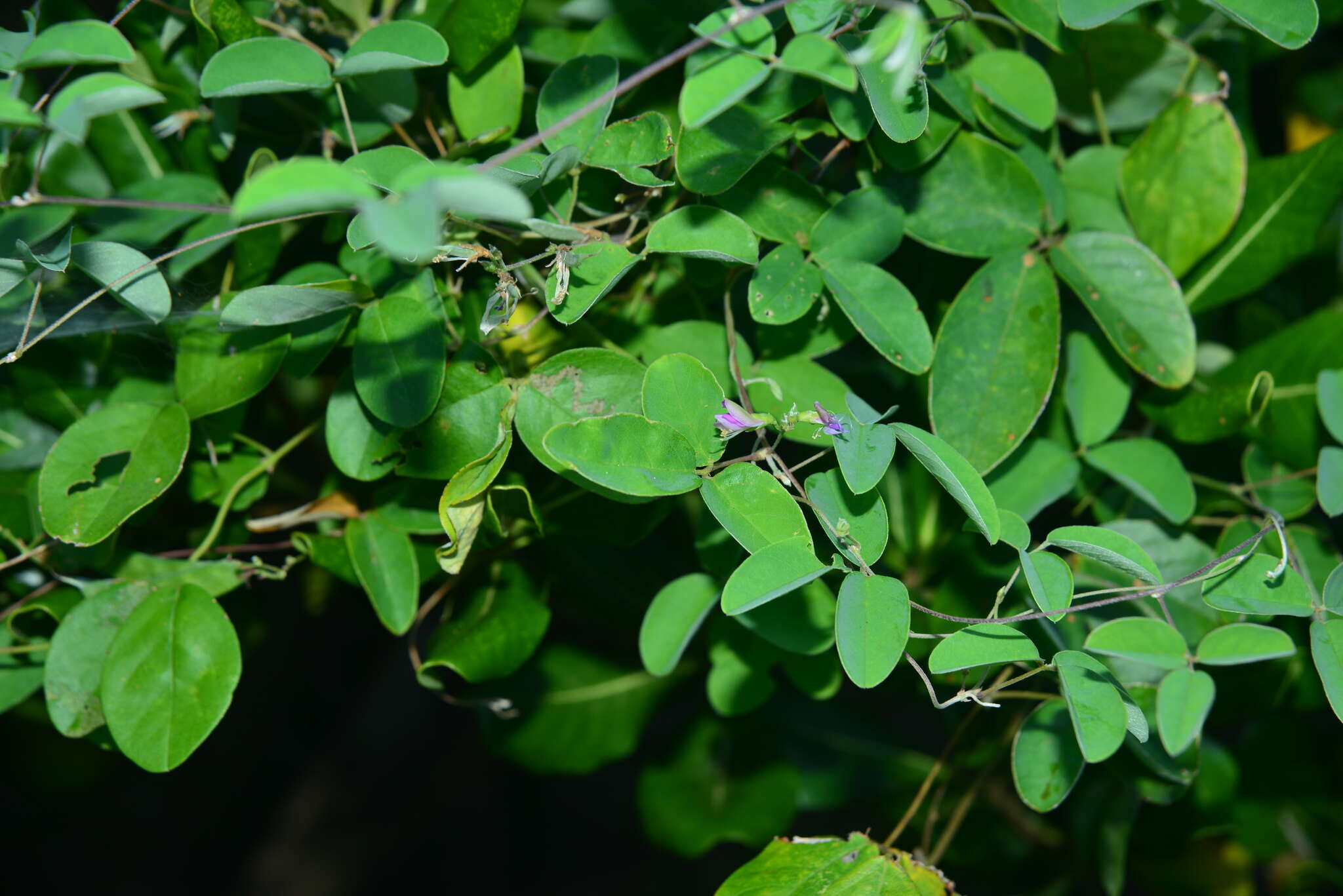 Image of Galactia tenuiflora (Willd.) Wight & Arn.