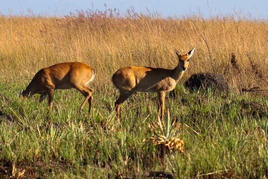 Image of Ozotoceros Ameghino 1891