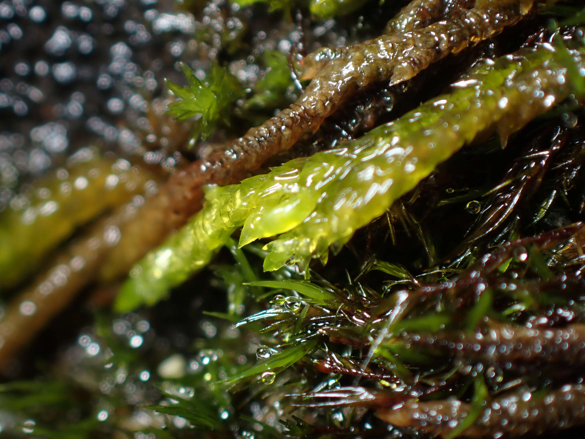 Image of obtuseleaf scleropodium moss