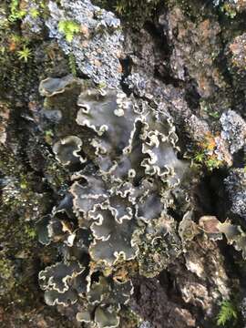 Image of felt lichen