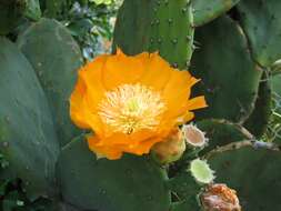 Imagem de Opuntia ficus-indica (L.) Mill.