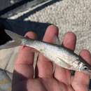 Image of Jalisco chub