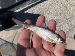 Image of Jalisco chub