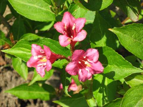 Image of weigela