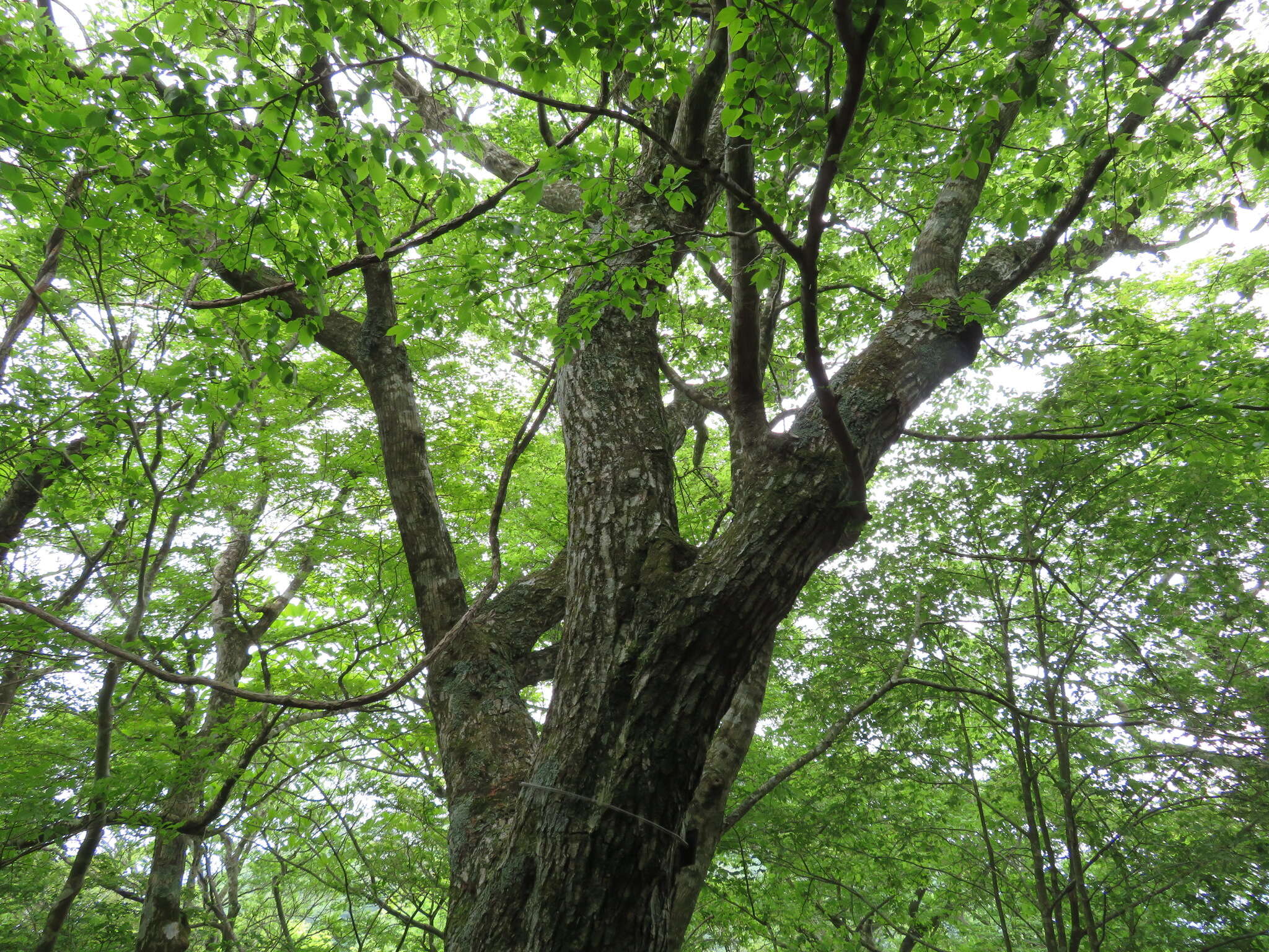 Image of Carpinus tschonoskii Maxim.