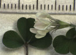 Image of subterranean clover