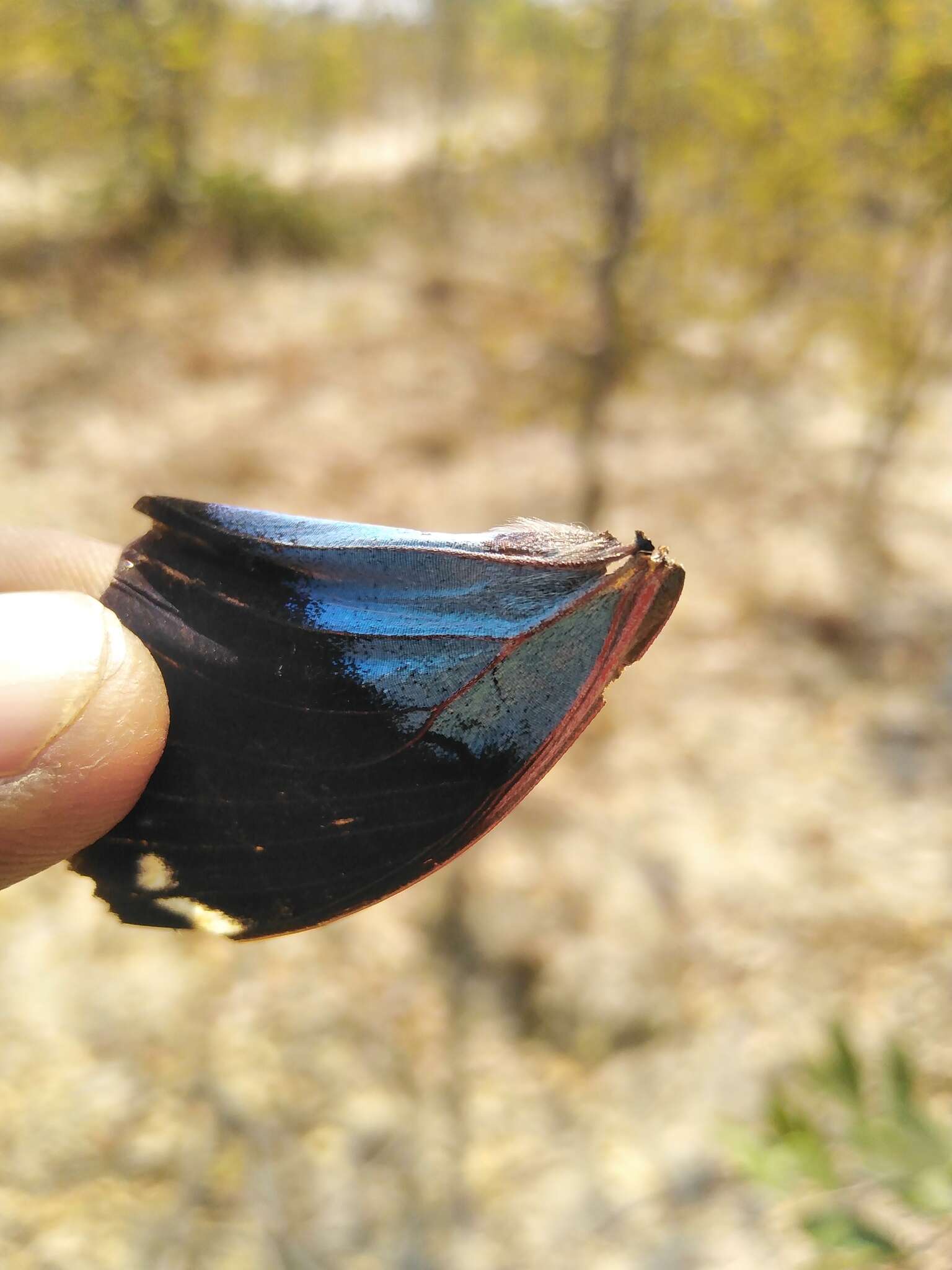 Charaxes bohemani Felder & Felder 1859的圖片