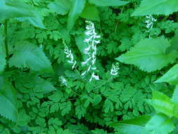 Image de Corydalis caseana subsp. hastata (Rydb.) G. B. Ownbey