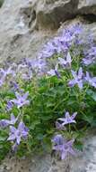 Image of Campanula fenestrellata subsp. fenestrellata