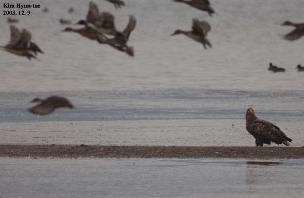 Image of White-tailed Eagle