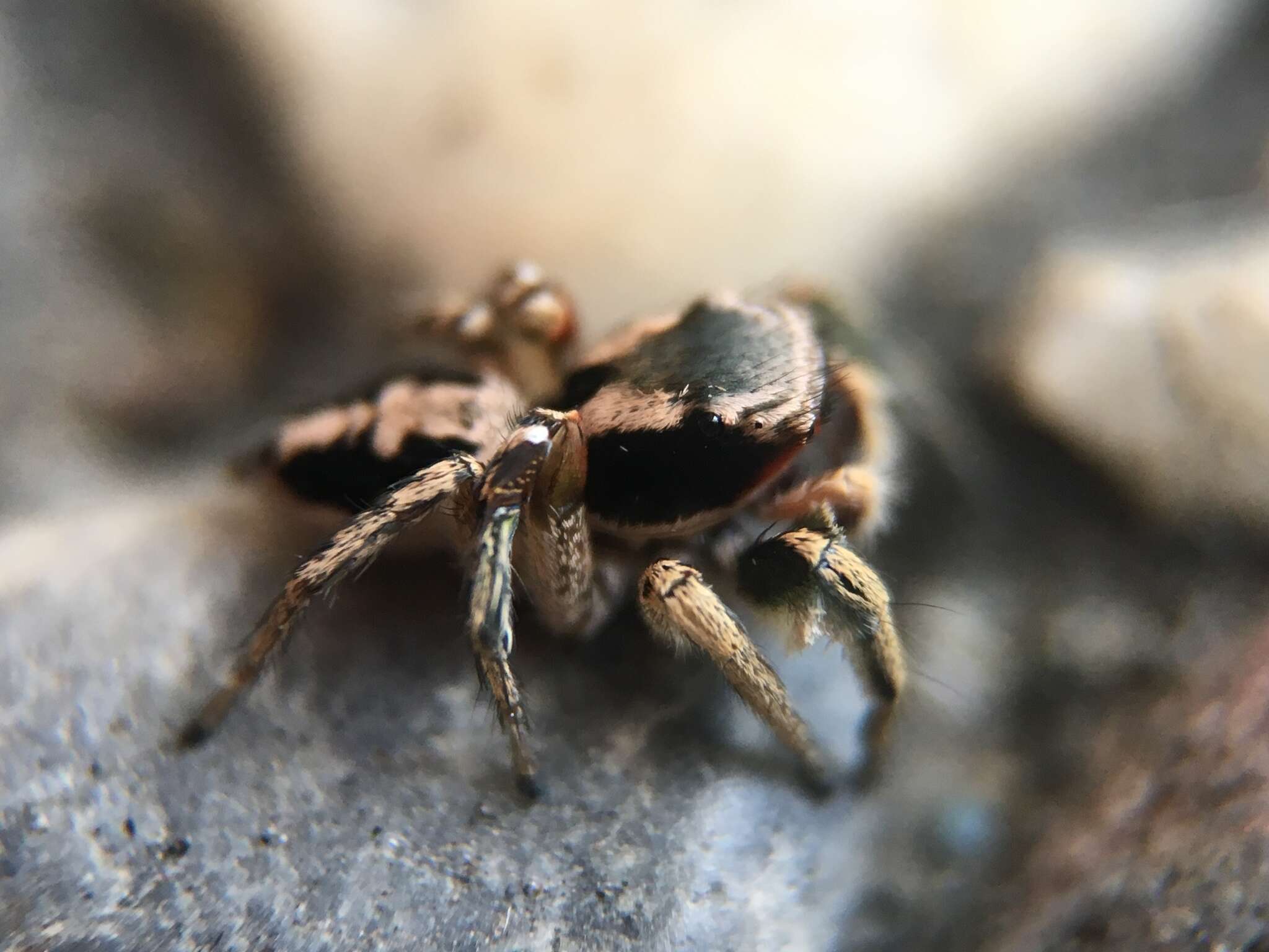 Image of Habronattus pyrrithrix (Chamberlin 1924)