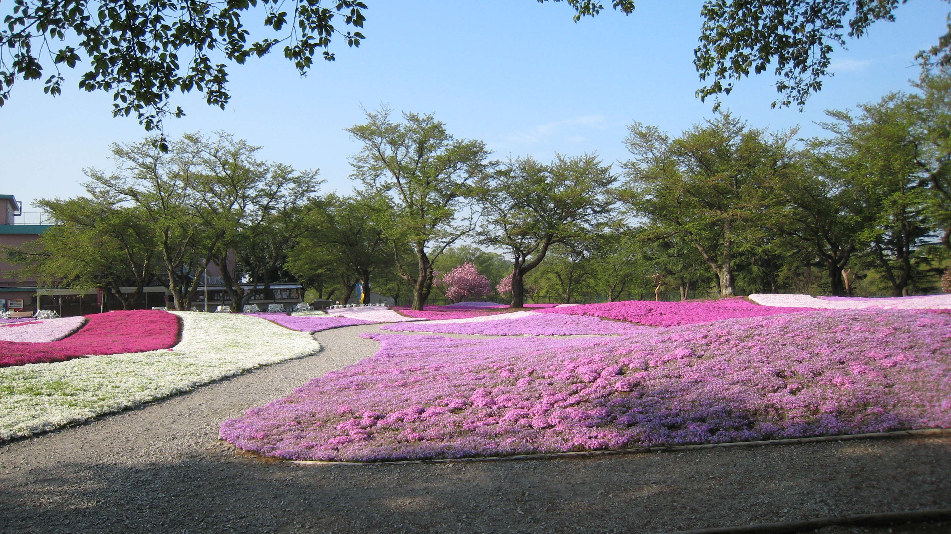 Image of moss phlox