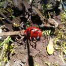 Image of Reddish Potato Beetle