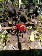 Image of Reddish Potato Beetle