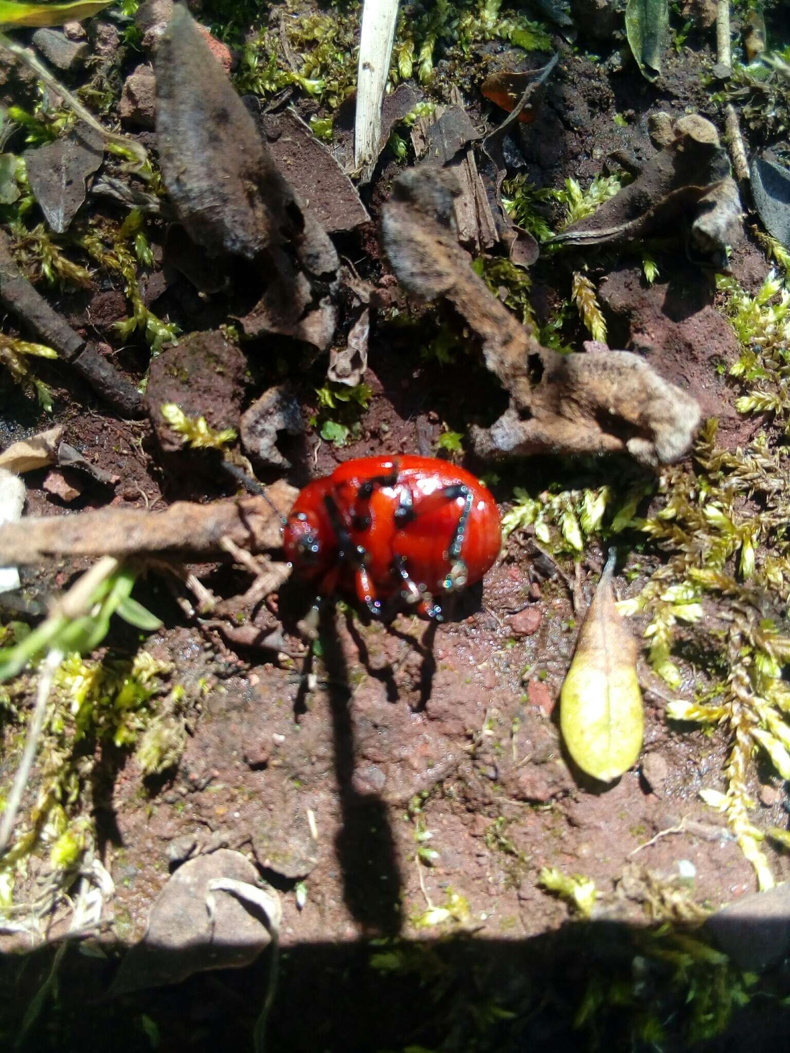 Imagem de Leptinotarsa rubiginosa (Rogers 1856)