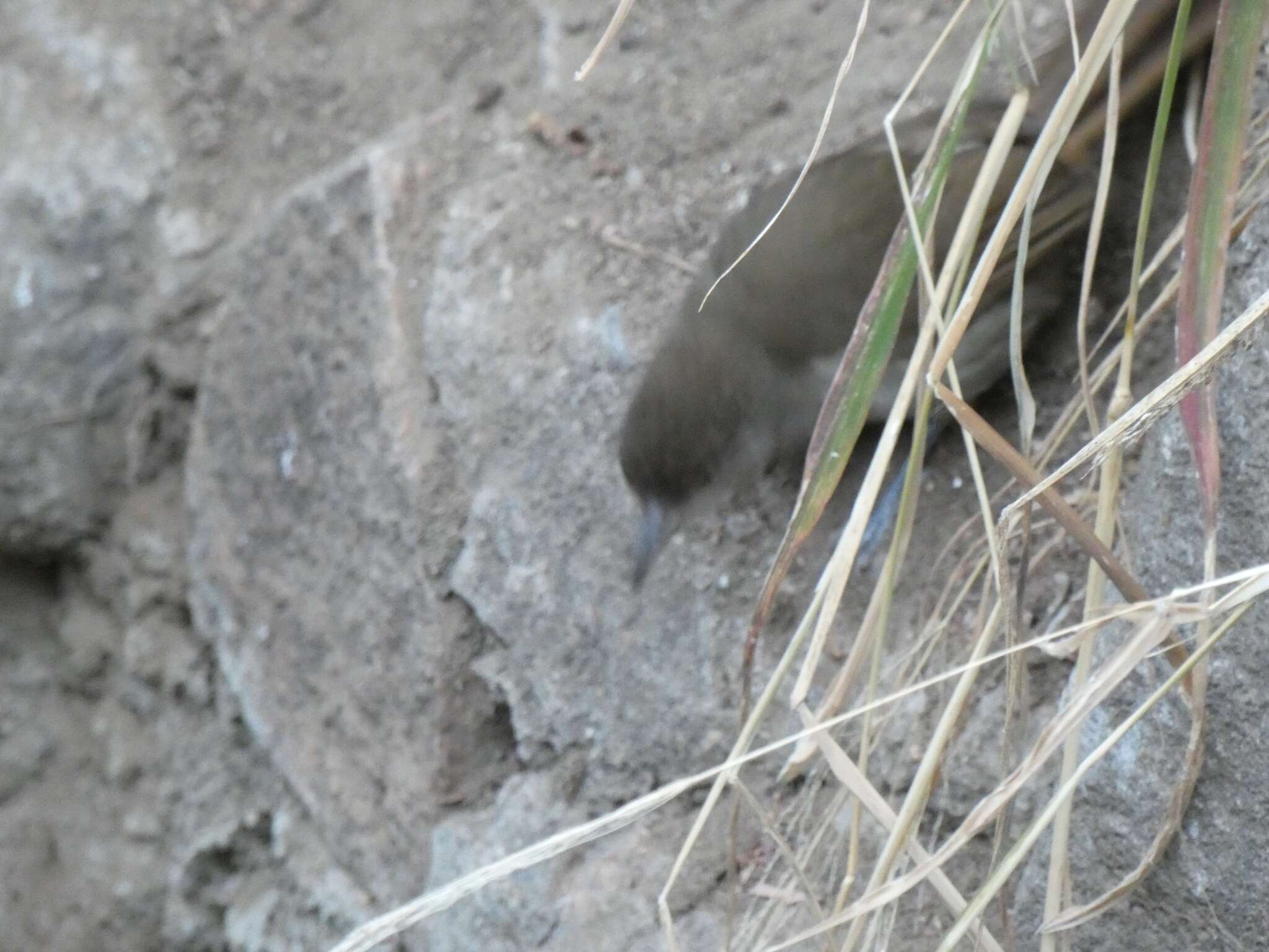 Image of Terrestrial Brownbul